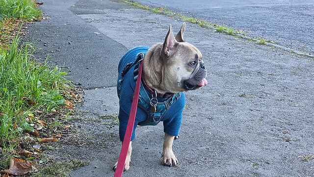 At the end of a lead on a wet suburban pavement, a French Bulldog wearing a teal jumper and harness stares into the middle distance, her tongue sticking out.