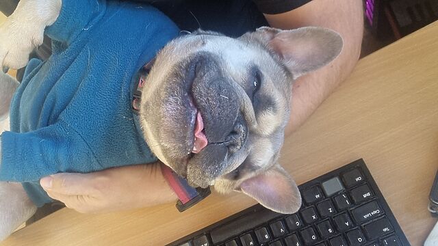 A French Bulldog in a teal jumper lies on her back in the arms of a white human, alongside a desk with a computer keyboard. She looks contented and sleepy, and her tongue is slightly sticking-out.