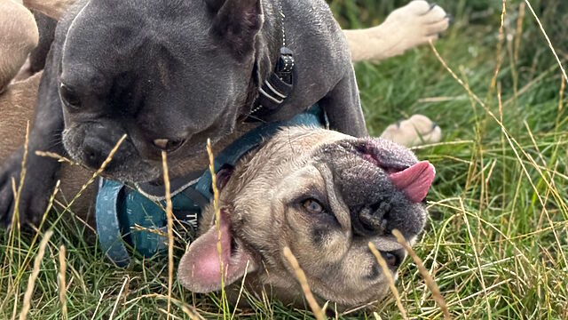 A pair of French Bulldogs play-fighting in a grassy meadow. The black one has pinned the champagne-coloured one who's lying on her back with her tongue out.