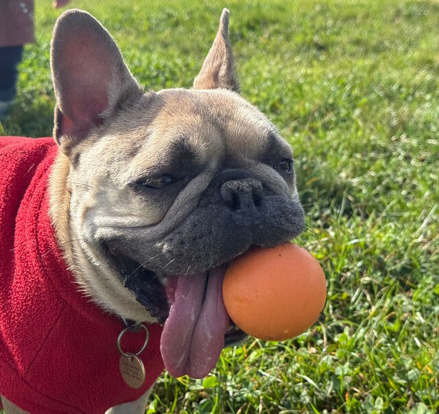 In a grassy field, a satisfied-looking French Bulldog wearing a red jumper holds an orange ball in the left corner of her mouth, while her tongue hangs limply all the way out of the right side of her mouth.