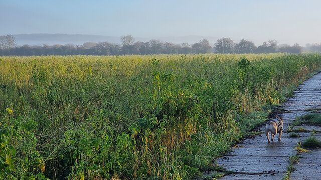 A French Bulldog trots along a concrete slab farm track alongside fallow fields bordered by mist, hedges, and distant flanking hills.