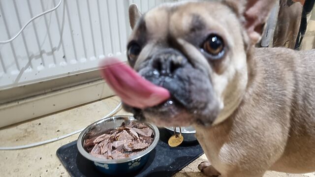 A champagne-coloured French Bulldog kicks her lips excitedly alongside a bowl full of chunks of roast meat.