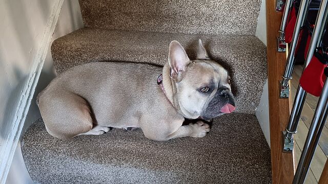 A champagne-coloured French Bulldog lies on a step of a staircase carpeted in the same colour as herself, u her tongue in medium-blep.