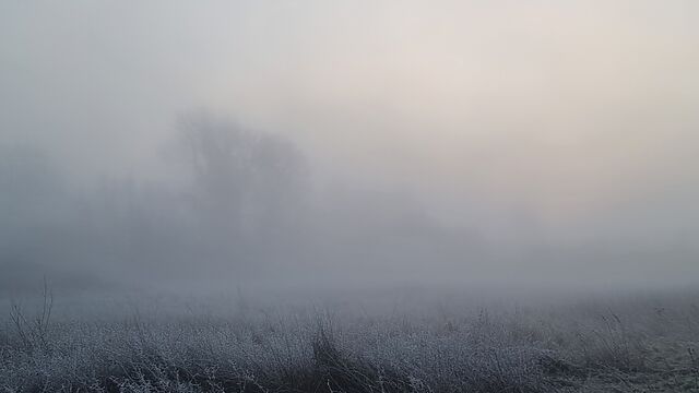 Tree-flanked fields almost impossible to discern through a blanket of thick white fog.