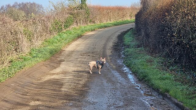 French Bulldog stands patiently in the centre of a potholed rural single track lane.