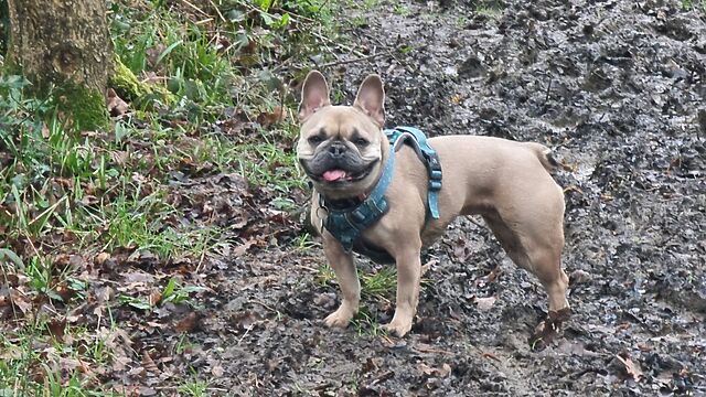 A French Bulldog on a muddy path.