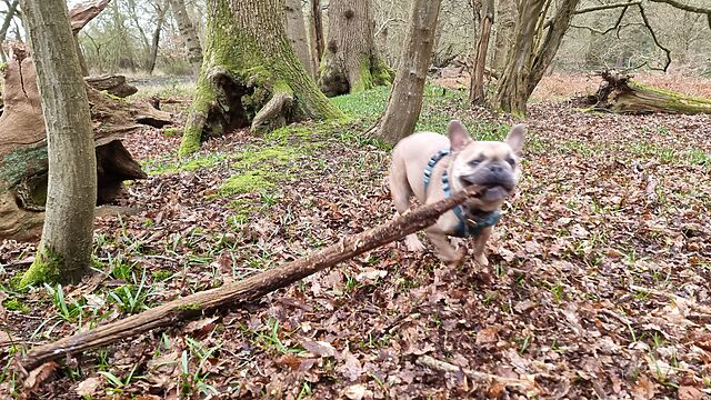 A French Bulldog pulls at the end of a very large stick, in a woodland.