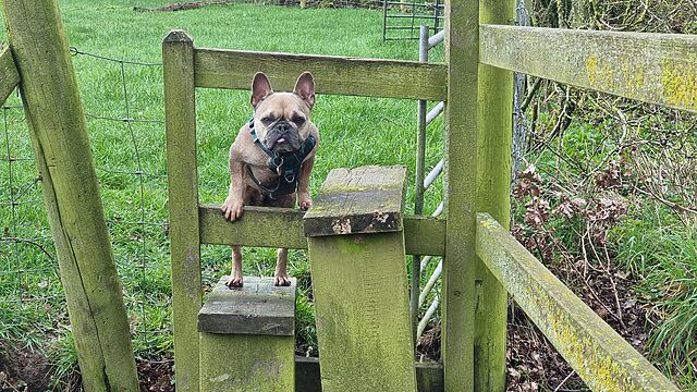 A French Bulldog climbs a stile.