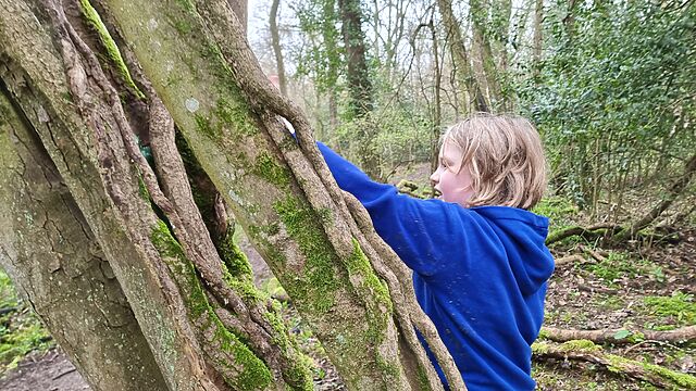 A boy reaches into an ivy-covered tree.