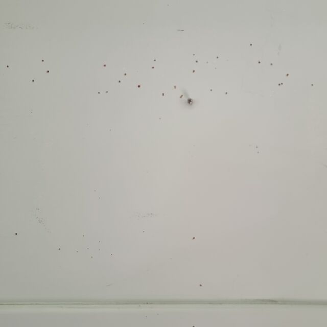 Two lines of holes cover a portion of a light green wall, with a rectangular gap between them, under a protruding screw, where perhaps a tray shelf was once mounted.