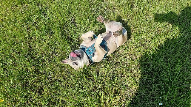 A fawn French Bulldog rolls around happily in long coarse grass.