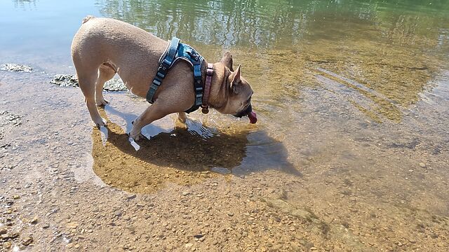 Standing ankle-deep on the shallow riverbank, a French Bulldog laps up clear river water.