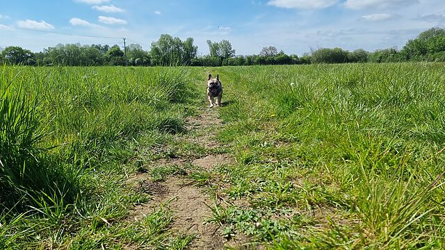 A French Bulldog follows a trail through a grassy field.