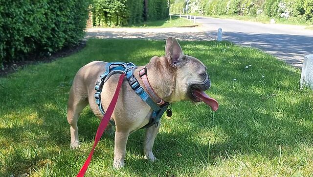 On the grass verge of a rural road, a fawn-coloured French Bulldog pants.