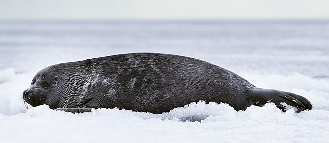 A young seal with large eyes lies on its belly on an ice sheet.