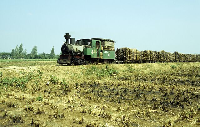 A small steam locomotive pulls carts full of cut sugar cane along a railway line through cropped fields.