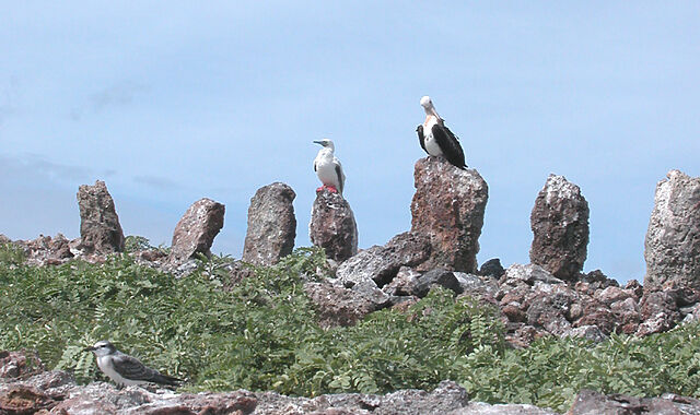 A line of rocky standing stones with sea birds perching on many of them.