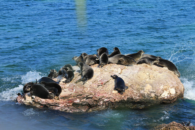 A group of Baikal seals bask on a rock.
