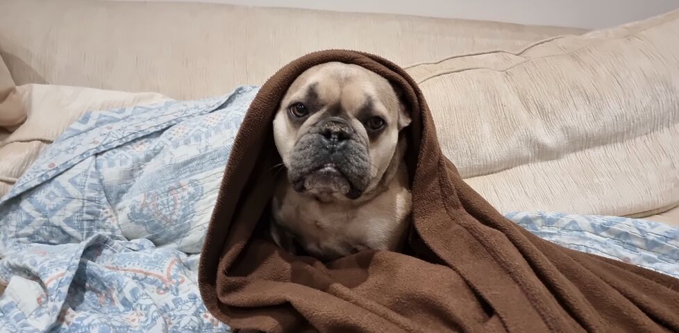 Post: Yodawg