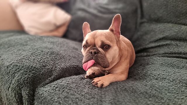 A fawn-coloured French Bulldog lies comfortably on a blanket on a sofa, with her tongue sticking out in a large sideways blep.