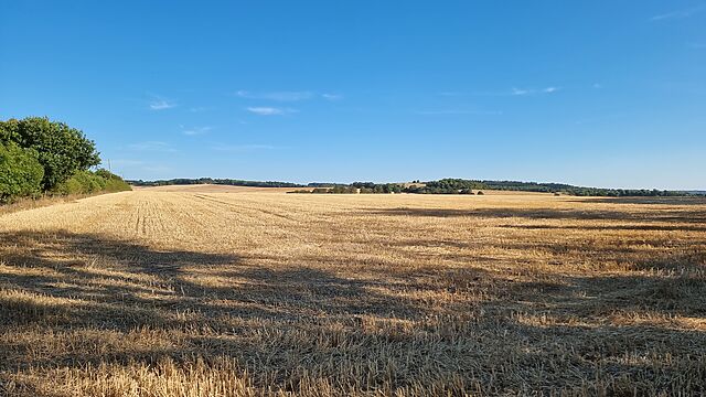 A closely cropped field.