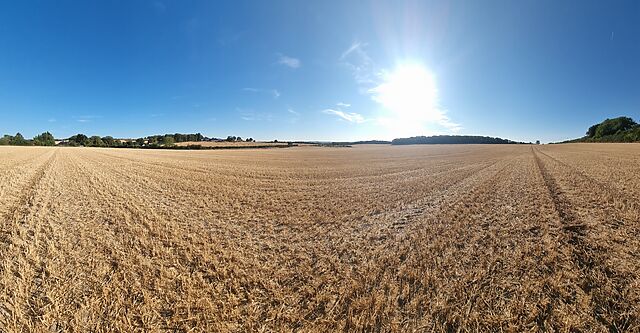 Wide panorama of a sunny field.