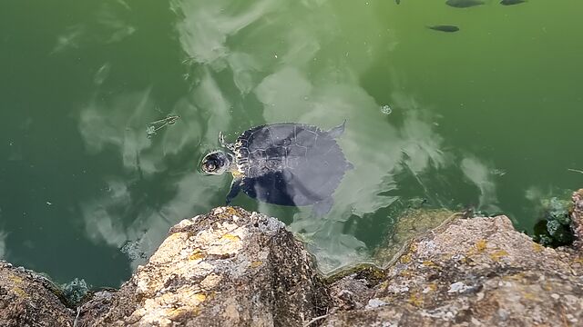 A freshwater turtle pokes its head out of blue-green water near a rocky shore, with small black fish visible swimming in the depths.