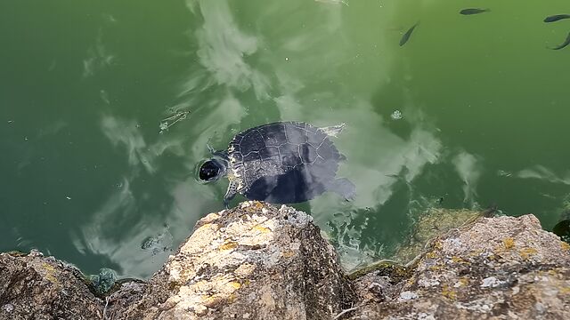 A freshwater turtle swims close to the rocky shore of a blue-green lake, peeping its head above the water.