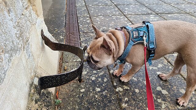 A fawn-coloured French Bulldog on a lead sniffs at a metal boot scraper attached to the stonework at the side of a church door.