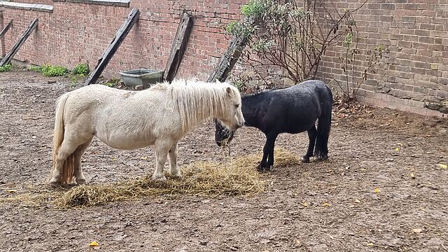 In a yard, a foal and a pony share some hay.