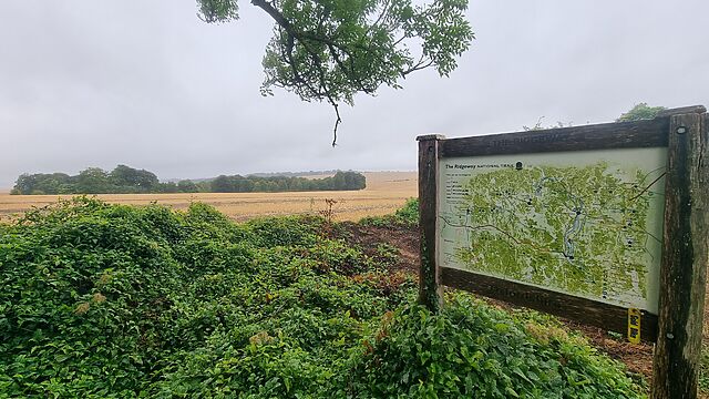 Standing proud of dense green foliage, and with cropped fields behind, a wooden noticeboard describes the route and features of the Ridgeway.