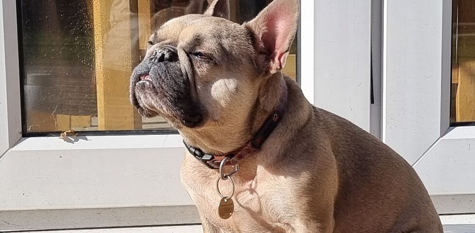 Post: Sundog