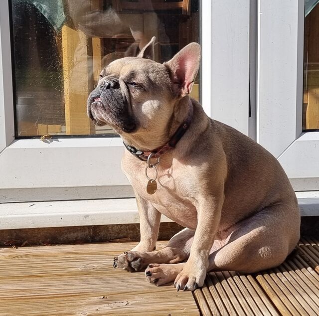 A fawn-coloured French Bulldog sits on the wooden decking outside a back door, squinting as she looks towards the sun (evident from the direction of the shadows).