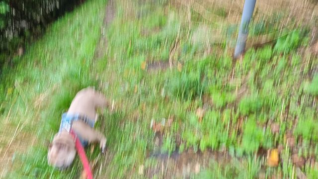 Blurry photograph of a French Bulldog running away from the foot of a signpost, on a grassy trail.