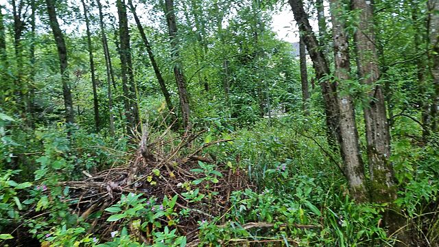 Thick undergrowth in dense woodland.