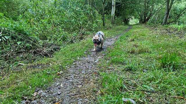 A fawn-coloured French Bulldog trots along a damp forest path.