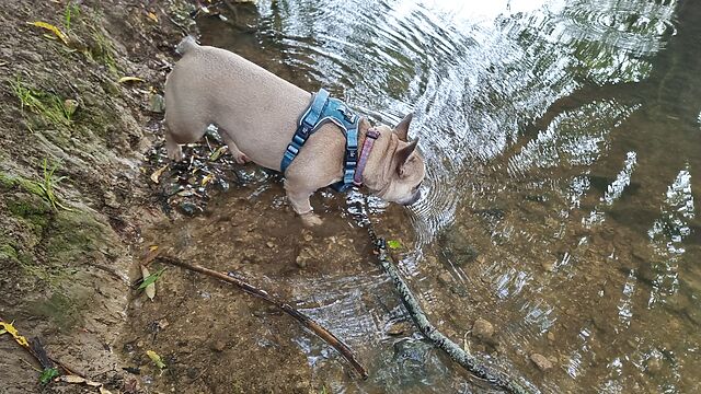 A fawn-coloured French Bulldog drinks from a stream.