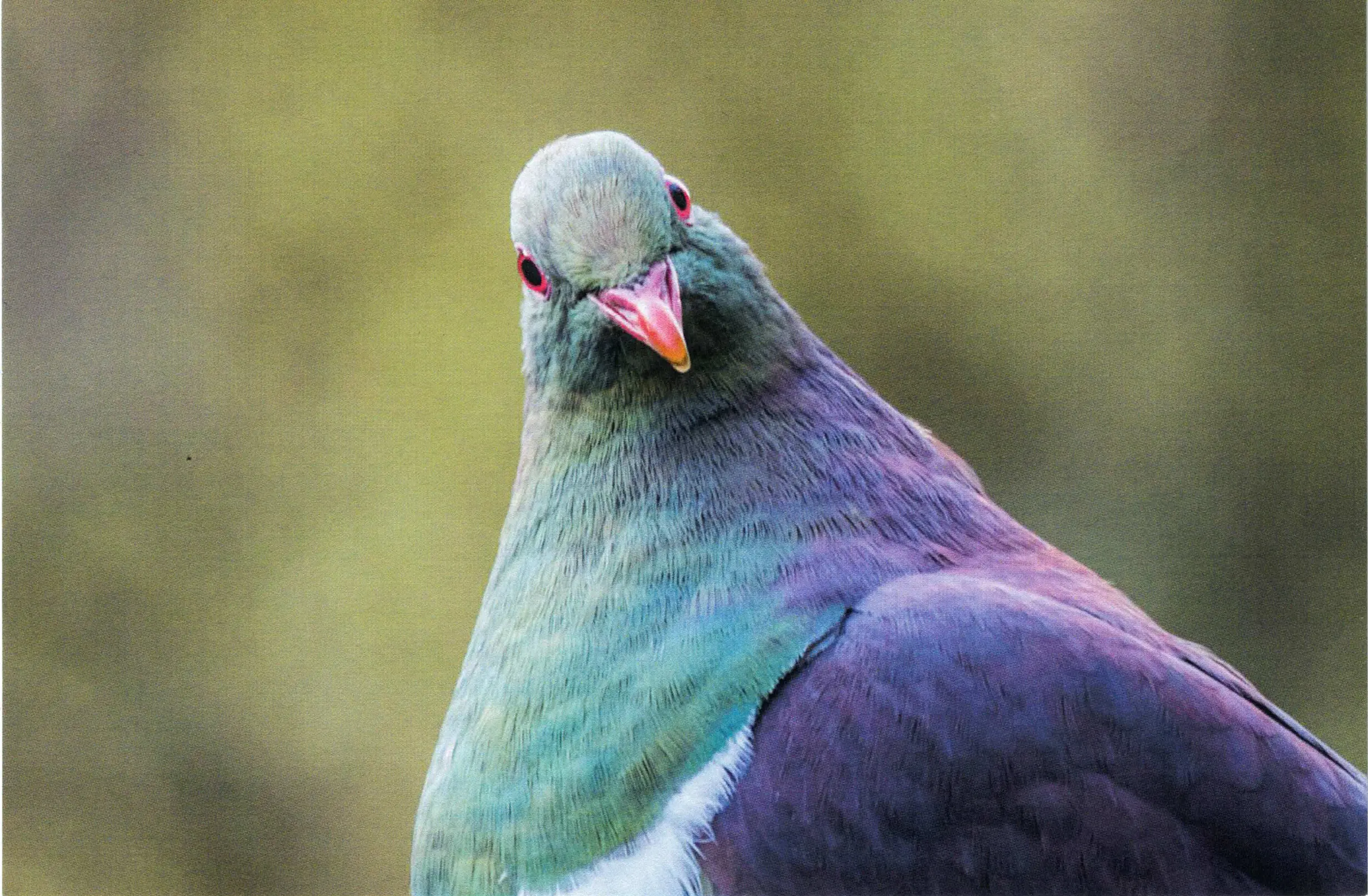 Close-up photo of the face of a kererū (New Zealand pigeon) with a blurred background of green foliage.