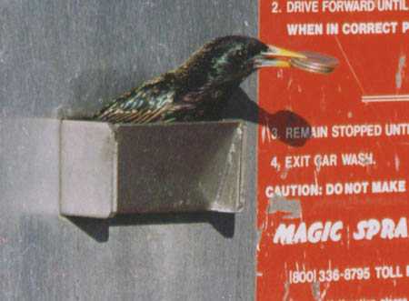 Image representing post: The Starling