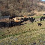 Cows