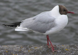 Black-headed gull