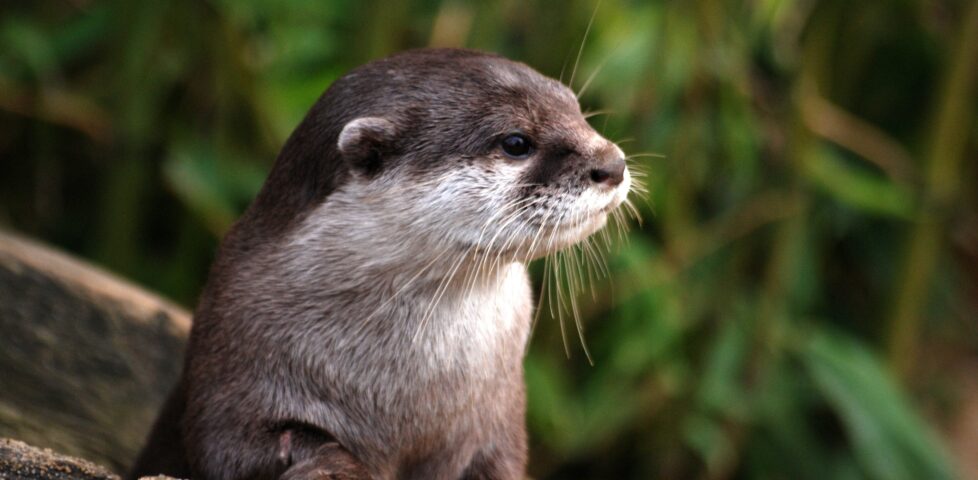 Image representing post: Otters