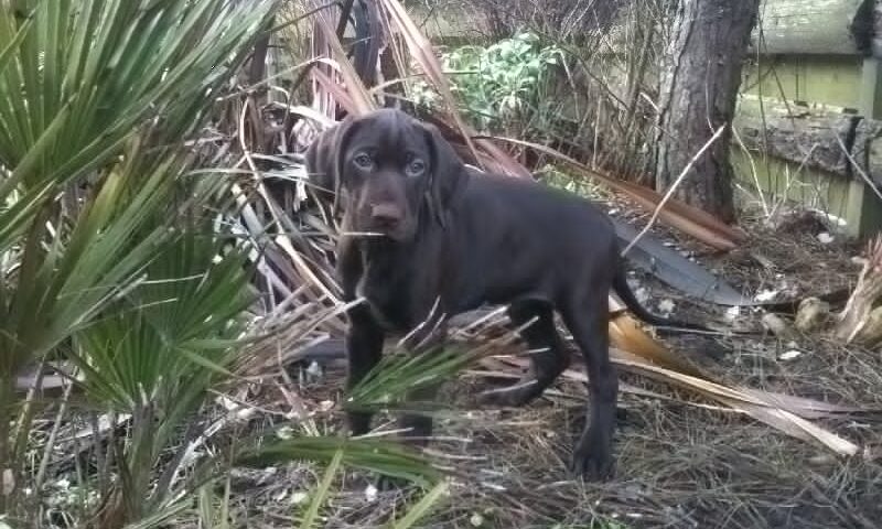 Image representing post: Puppy Eating Time
