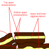 Image representing post: Disaster Analysis