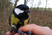 Image representing post: Urban birds sing at higher pitch than rural ones to help song carry further, research shows.