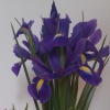 Image representing post: Valentine's Day