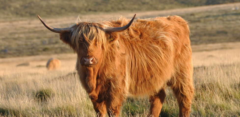 Highland cattle