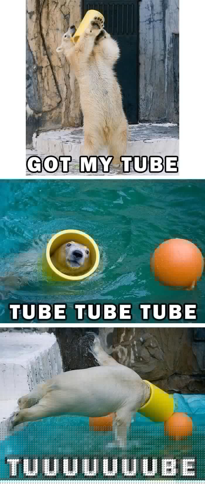 Full image of Polar bear: got my tube, tube tube tube, tuuuuuuube!