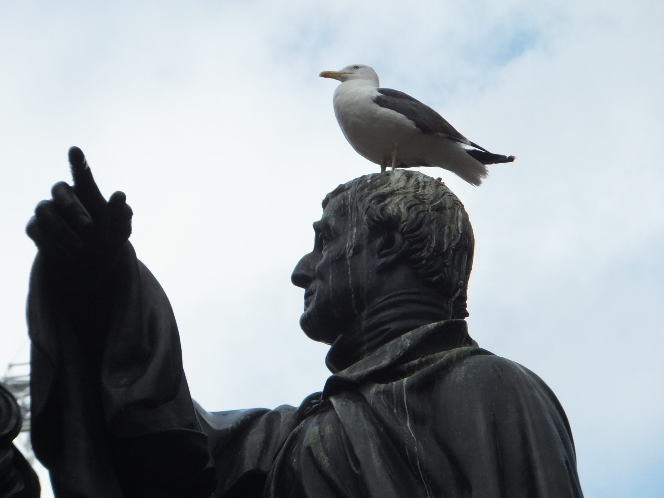 Full image of Self-important seagull sits solemnly, soaked, surveying South.