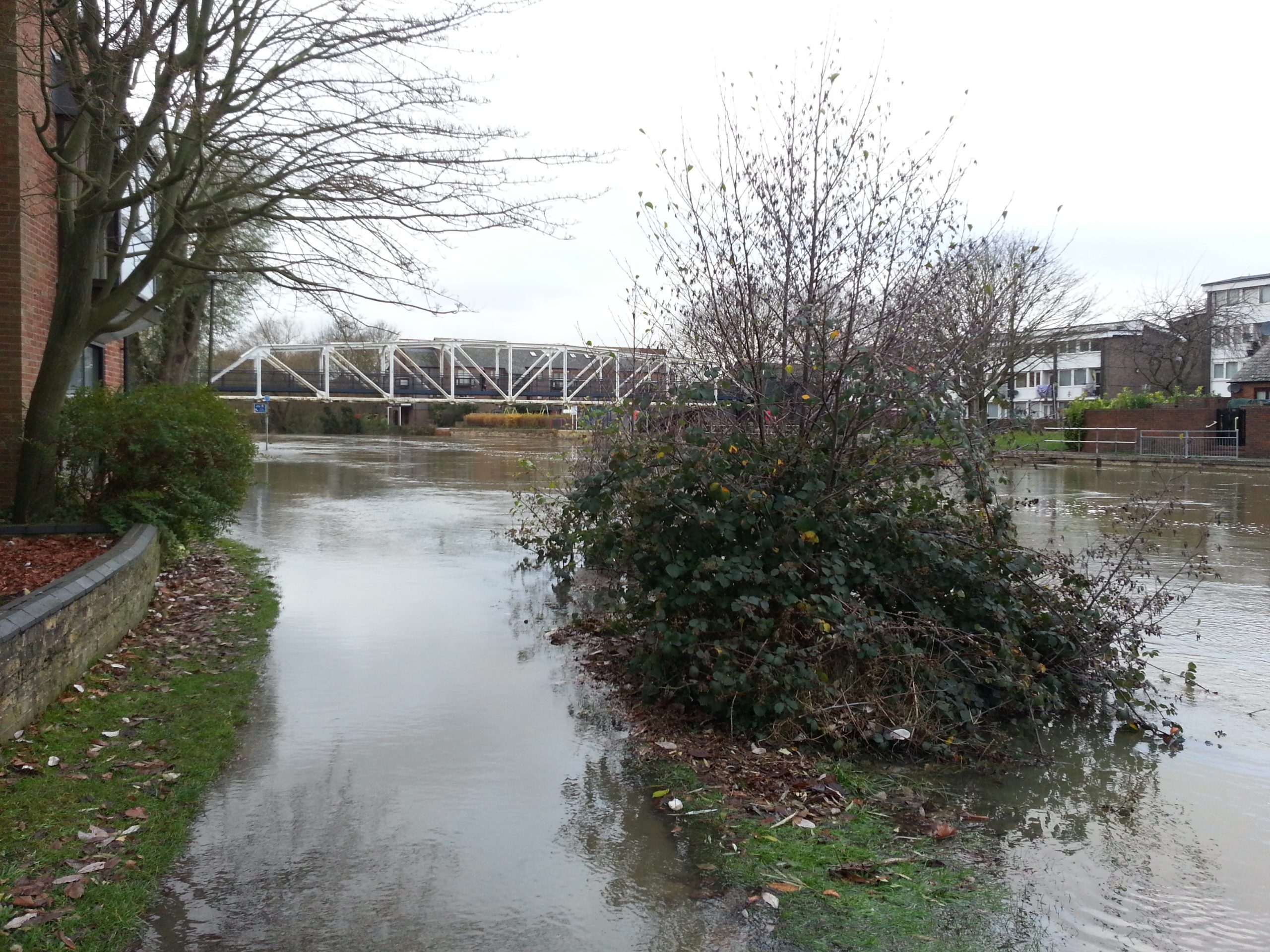 Full image of To the right of the bush - the river. To the left - the footpath. You'd be forgiven if you can't tell the difference.